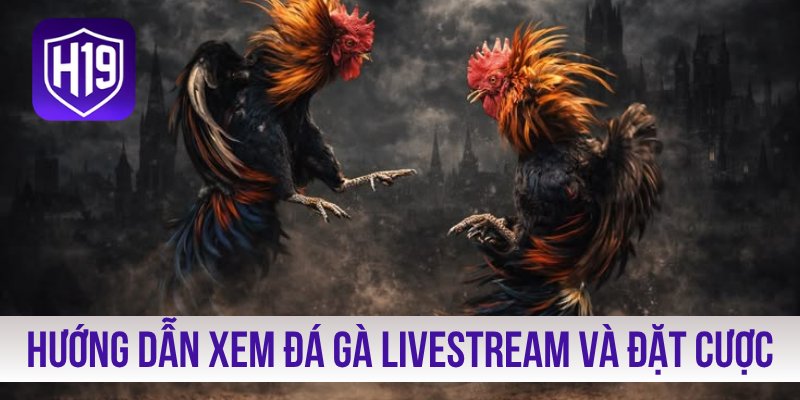 Hướng dẫn xem đá gà livestream và đặt cược hiệu quả